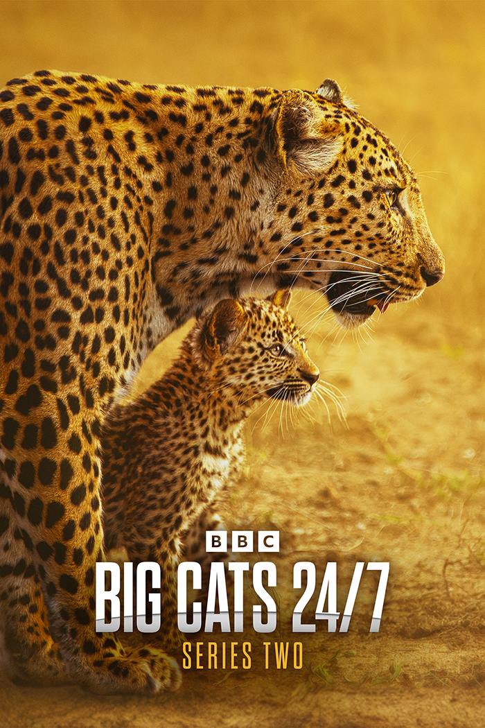 Big Cats 24/7