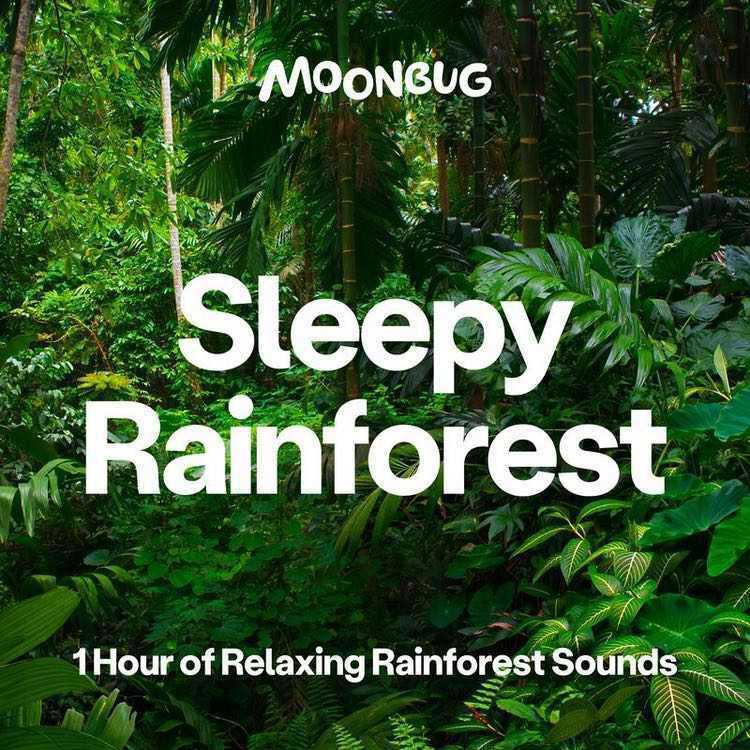 Sleepy Rainforest