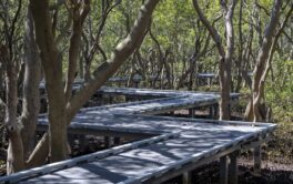 Badu Mangroves sydney city guide silverkris