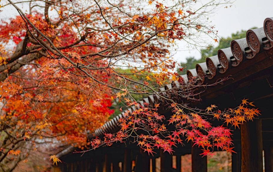 fall-foliage-feature-image