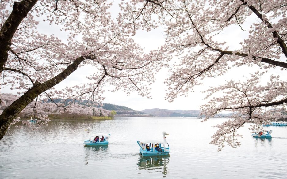 GyeongJu_Cherry-blossoms-Silverkris