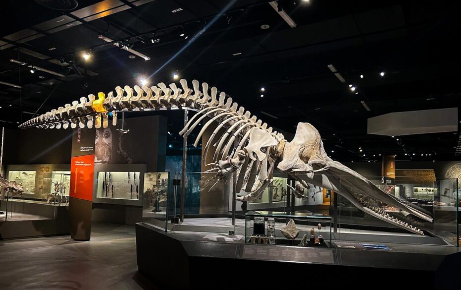 lee kong chian silverkris museums