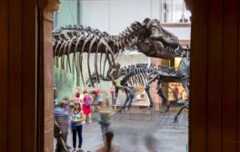 Naturmuseum-Senckenberg-Frankfurt-city-guide-SilverKris