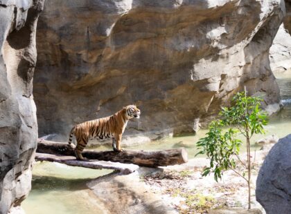 RainforestWild_Silverkris_Credit Mandai Wildlife Group