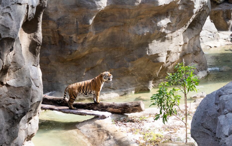 RainforestWild_Silverkris_Credit Mandai Wildlife Group