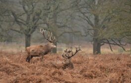 Richmond Park Silverkris