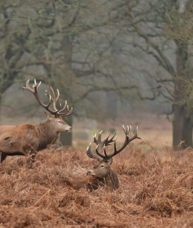 Richmond Park Silverkris