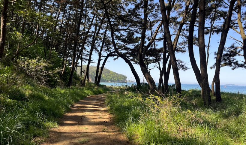 Running trail through a pine forest in Chungcheongnam-do