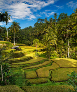 Tegallalang Rice Terrace