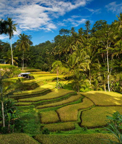 Tegallalang Rice Terrace