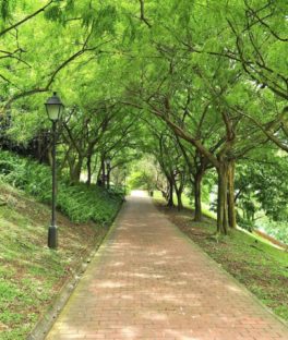 Fort Canning Green